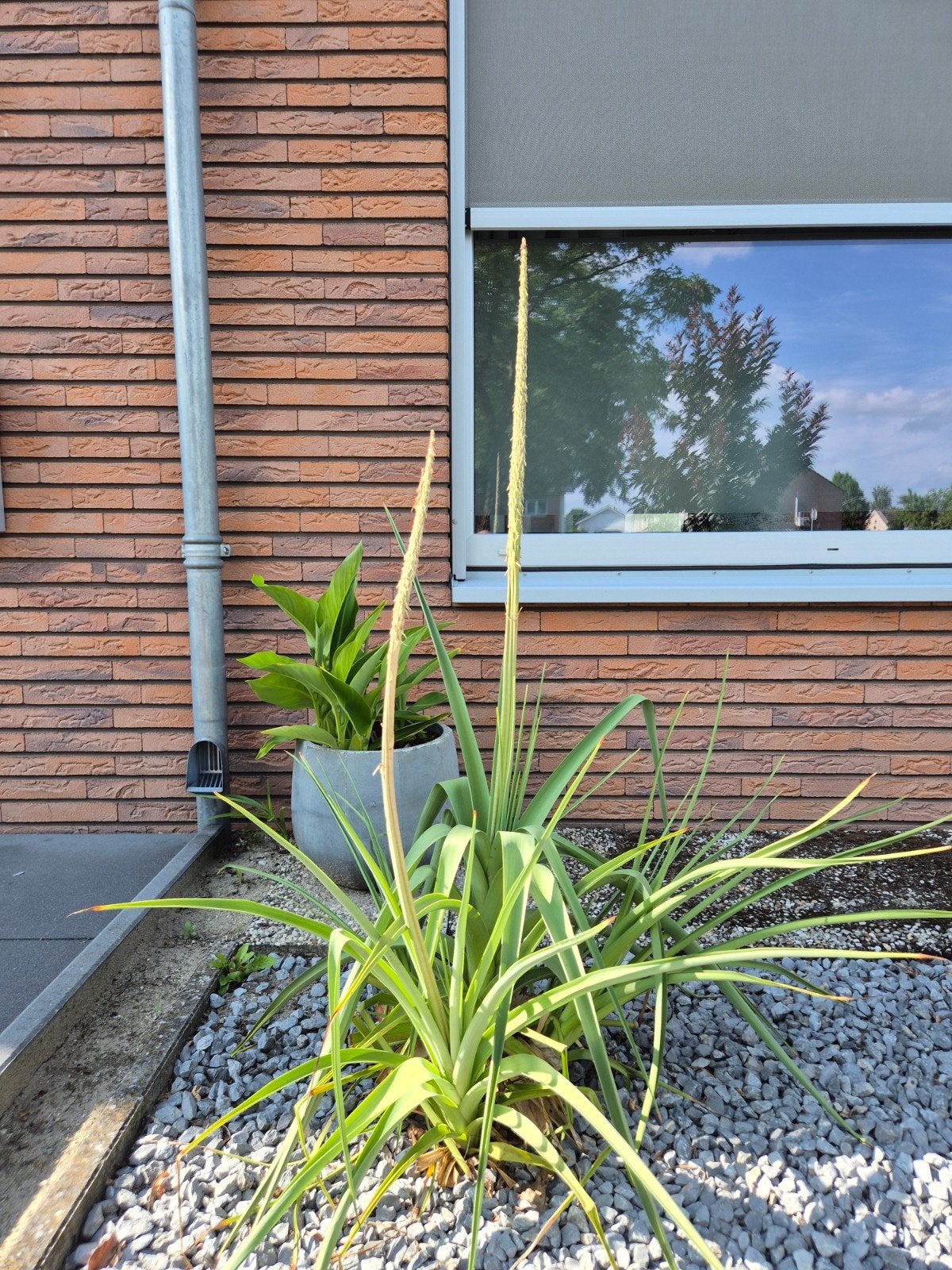 Kniphofia Northiae (zeldzaamheid), Ophalen, Volle zon, Overige soorten, Minder dan 100 cm