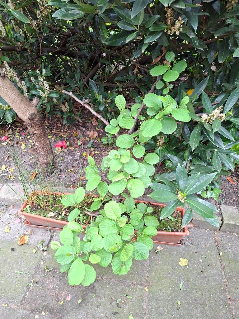 Grote Els Bonsai, Ophalen, Overige soorten, Volle zon