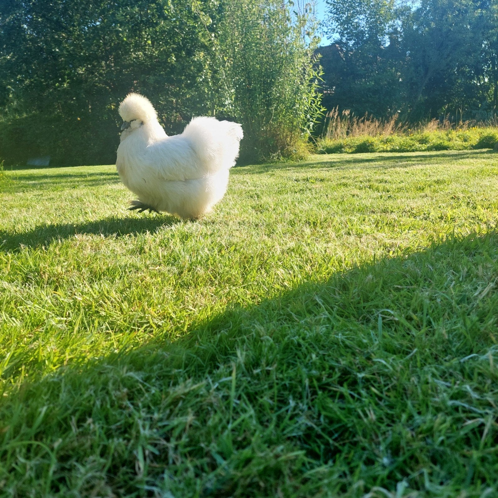 Zijdehoen hennen gezocht, Dieren en Toebehoren, Pluimvee, Vrouwelijk, Kip