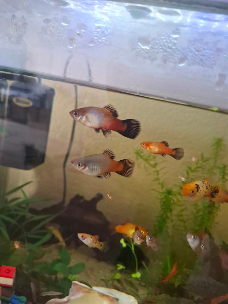 Platy gratis afhalen, Dieren en Toebehoren