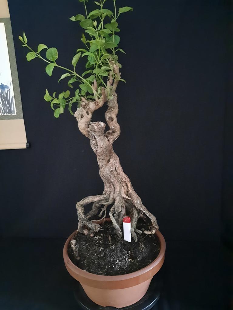 Bonsai Sering ., Tuin en Terras, Ophalen