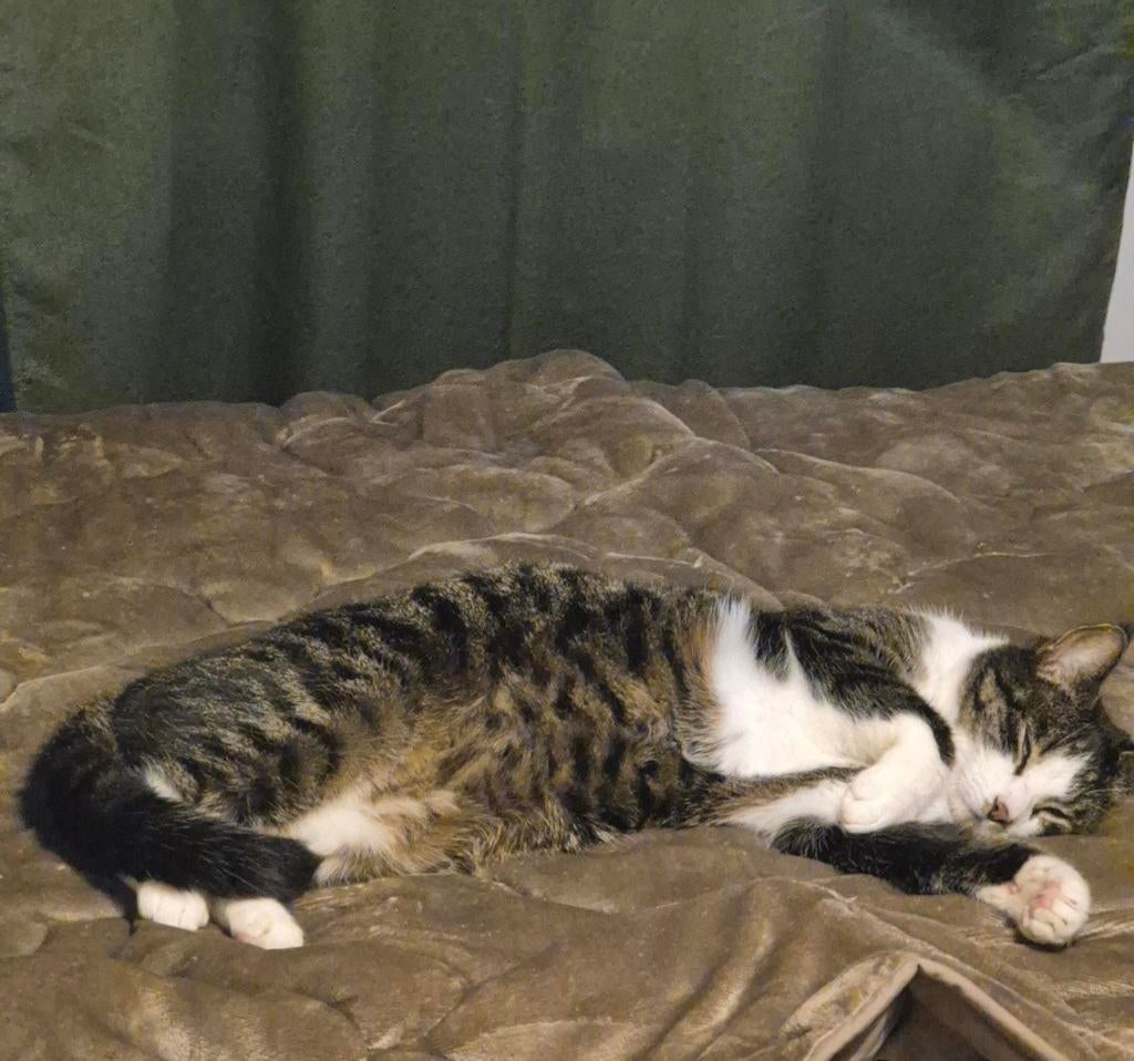 Kater 5 jaar zoekt MET SPOED fijn nieuw thuis, Kater