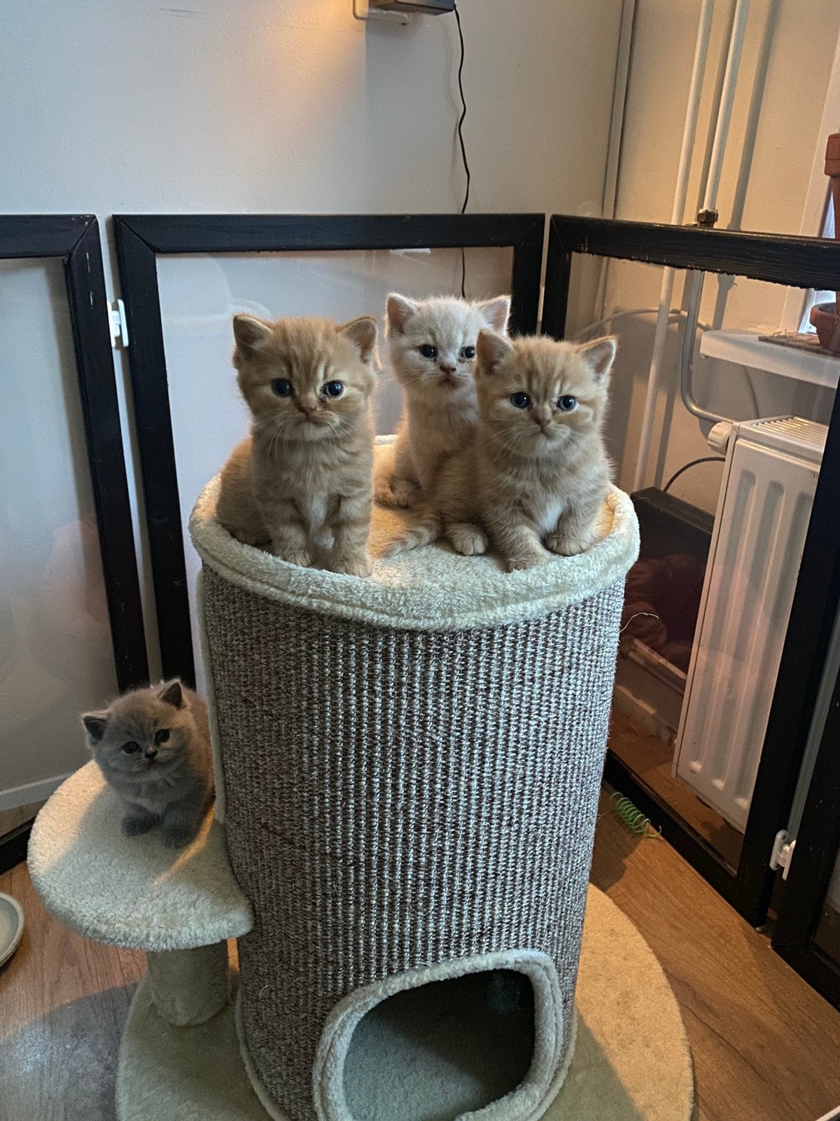 Twee rode twee creme britse korthaar katers met stamboom, Kater, Met stamboom, 0 tot 2 jaar