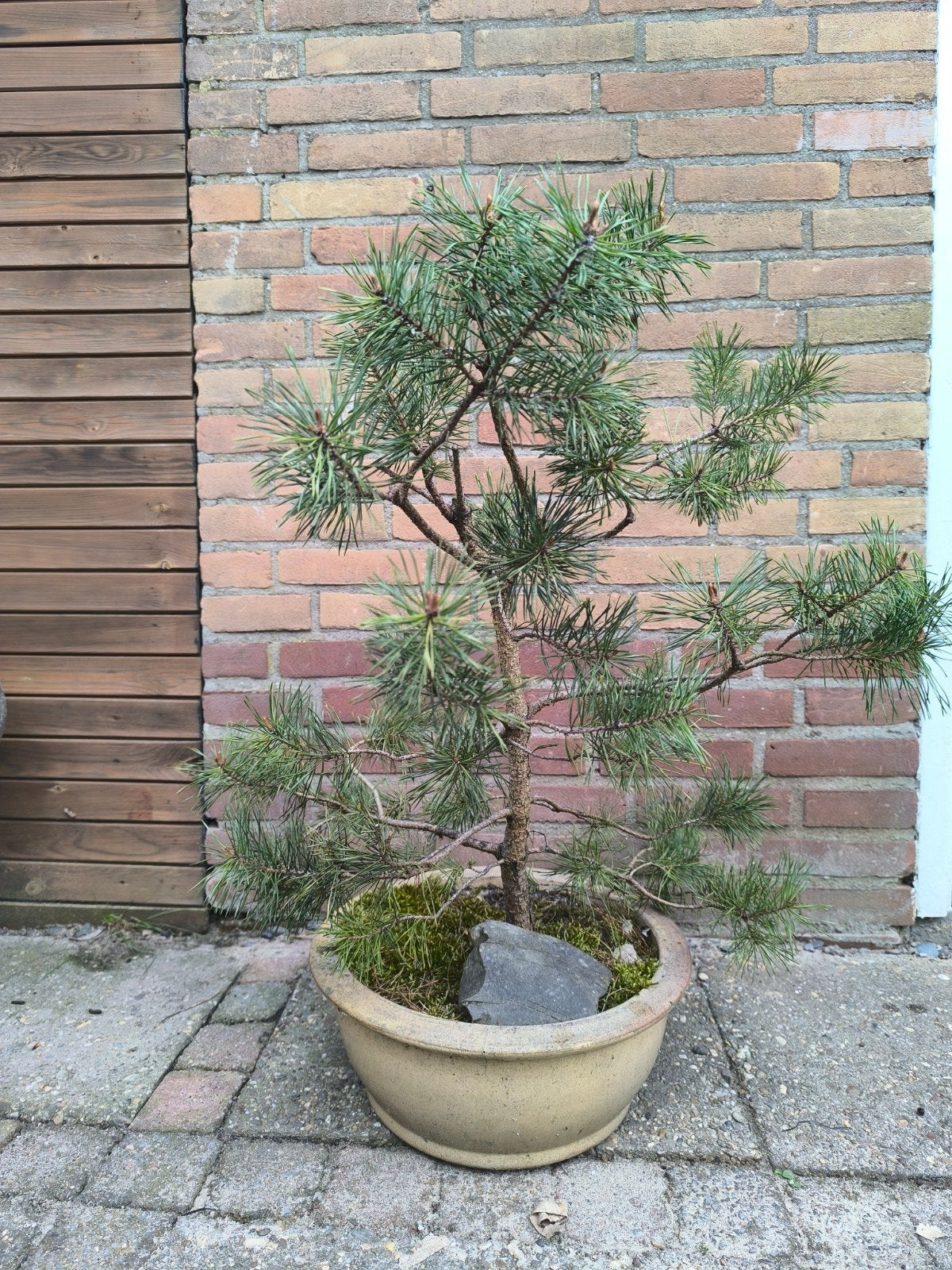 Mooie Bonsai Den - Perfect voor Buiten, Overige soorten, Volle zon, Vaste plant, Ophalen of Verzenden