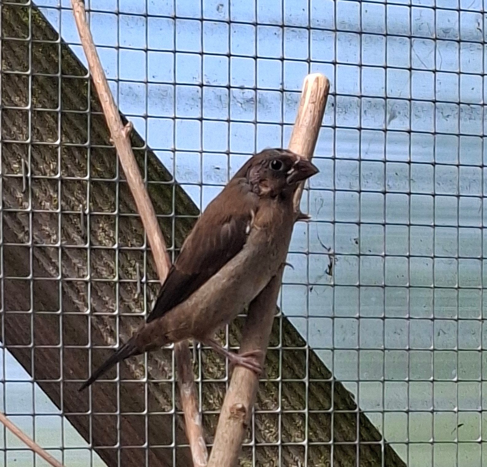 3 japanse meeuwtjes, Dieren en Toebehoren, Vogels | Overige Vogels, Meerdere dieren