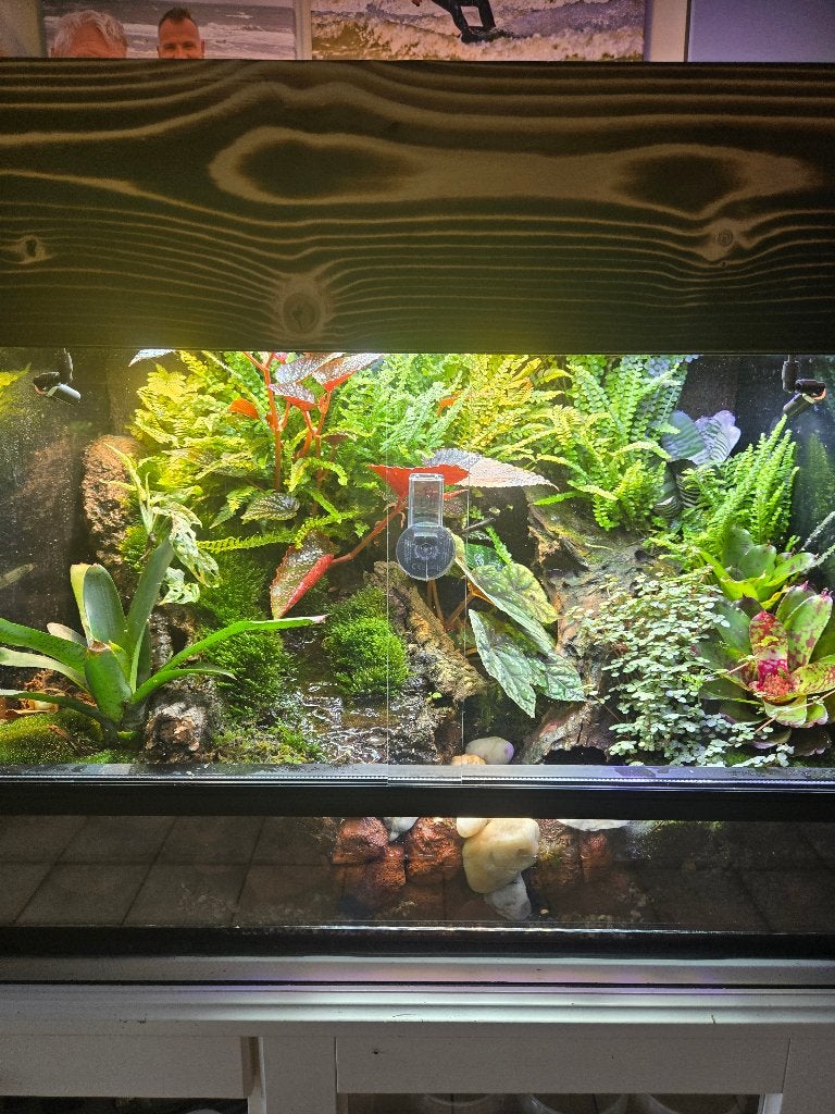 Paludarium, Ophalen, Gebruikt, Terrarium of Paludarium