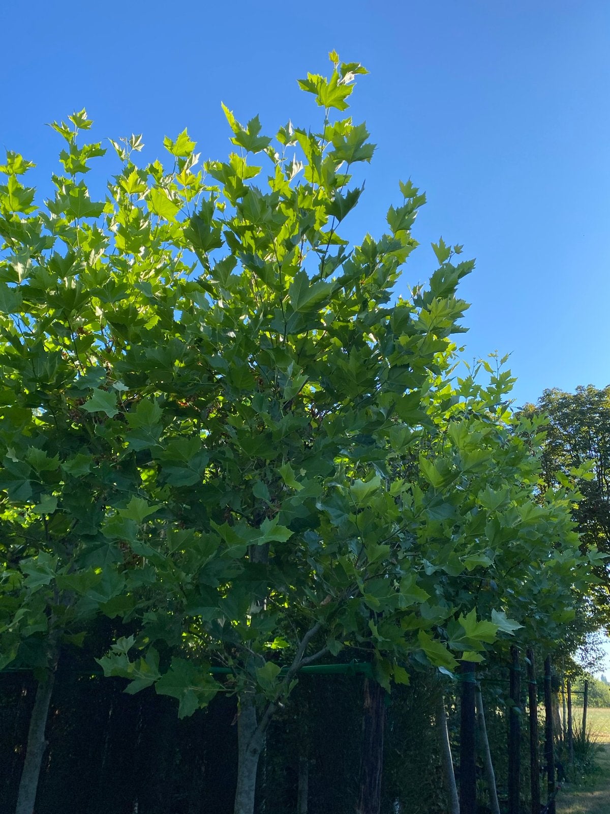 Platanus hispanica . Plataan. Franse knot - Ca 4 meter hoog, Bloeit niet, Halfschaduw, Overige soorten, 400 cm of meer
