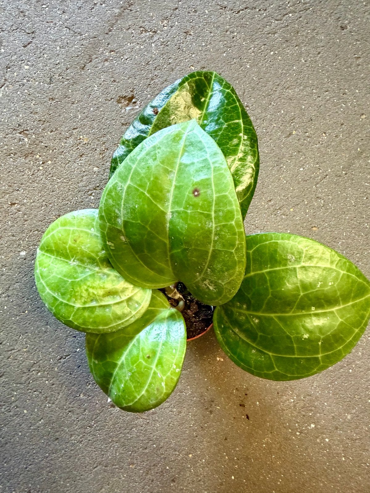 Hoya Sarawak Cream P9, Ophalen of Verzenden