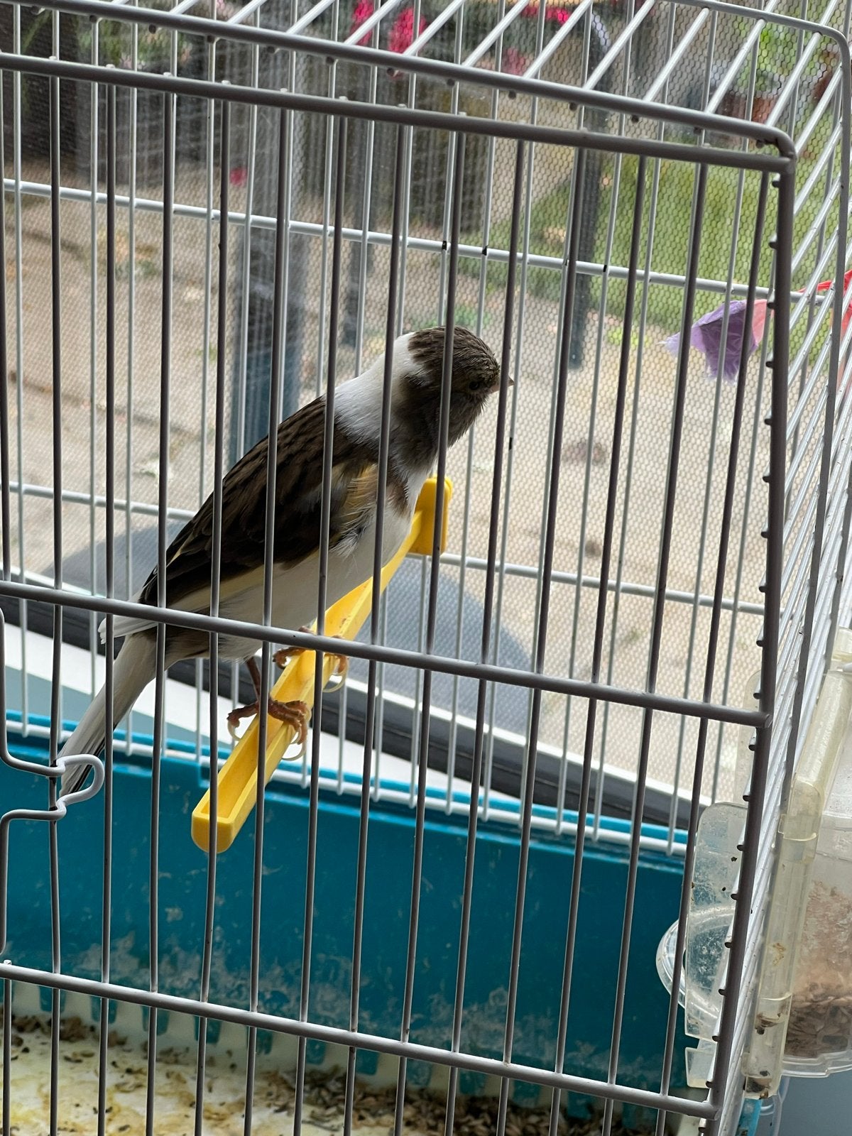 Kanarie te koop, Mannelijk, Kleurkanarie