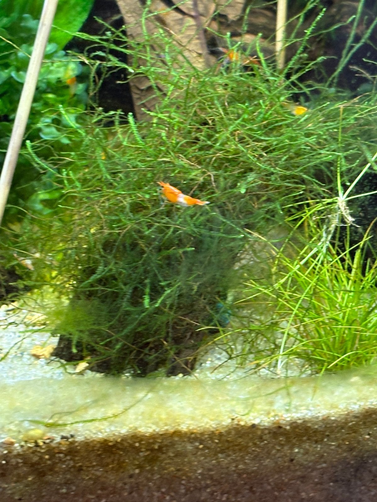 Leuke orange rili garnalen, Vis