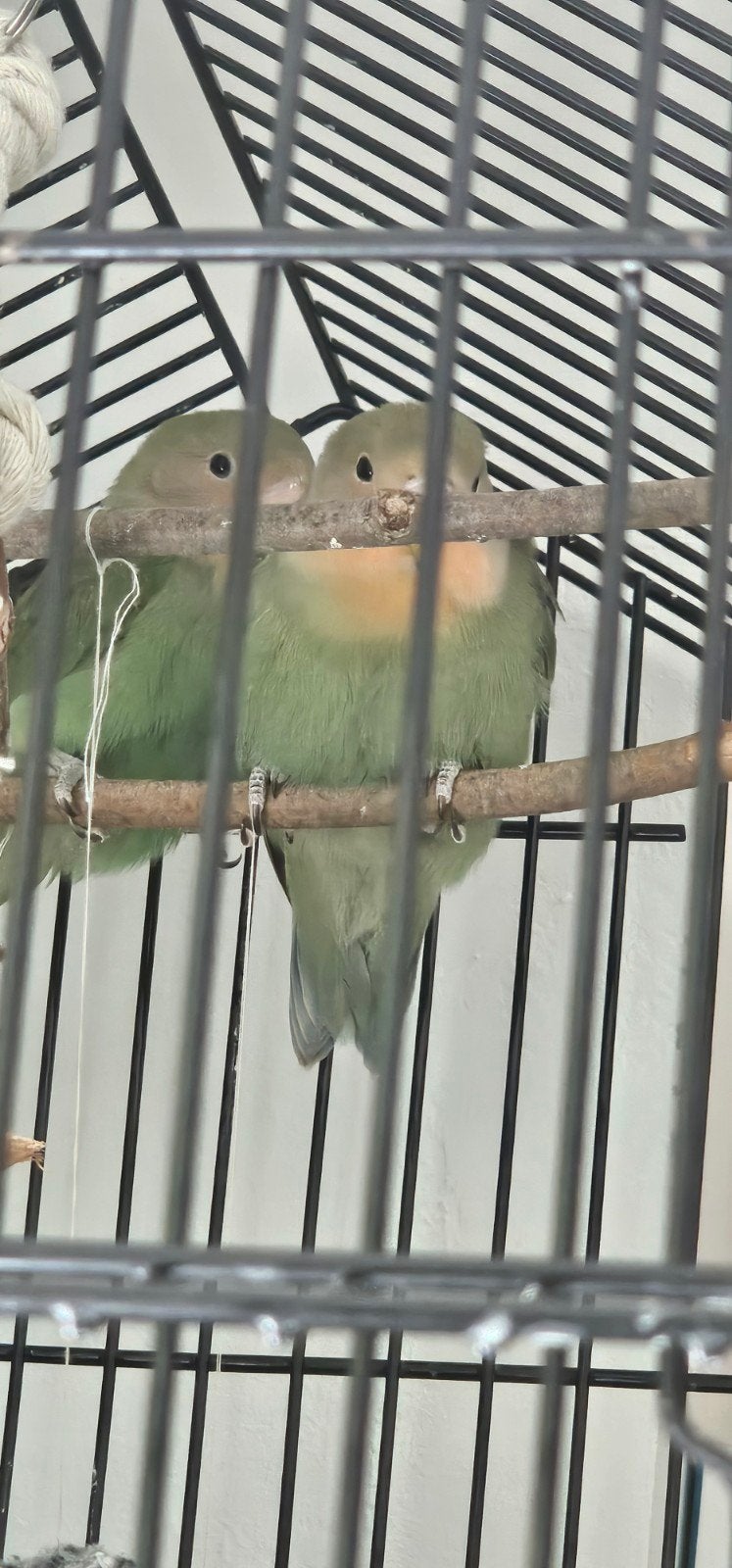 2 baby agapornissen dwergpapagaaien met kooi en toebehoren, Dieren en Toebehoren, Vogels | Parkieten en Papegaaien, Dwergpapegaai of Agapornis