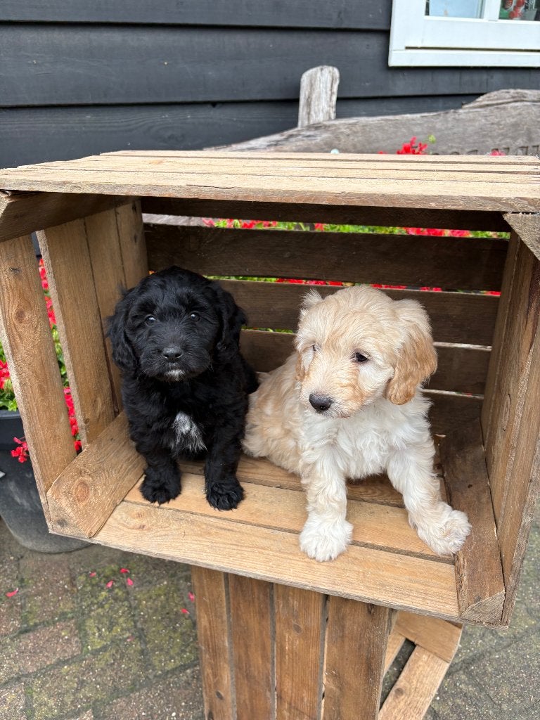 Labradoodle pups, Parvo, Overige rassen, 8 tot 15 weken, Meerdere