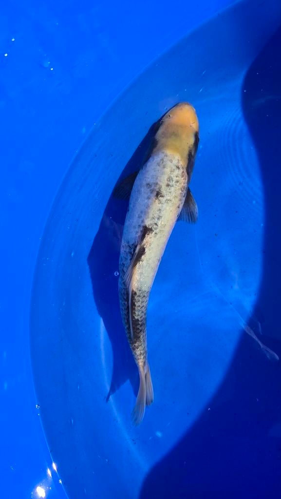 Koi Matsukawabake, kumonryu of hageshiro, Dieren en Toebehoren, Vissen | Vijvervissen, Karper of Koi