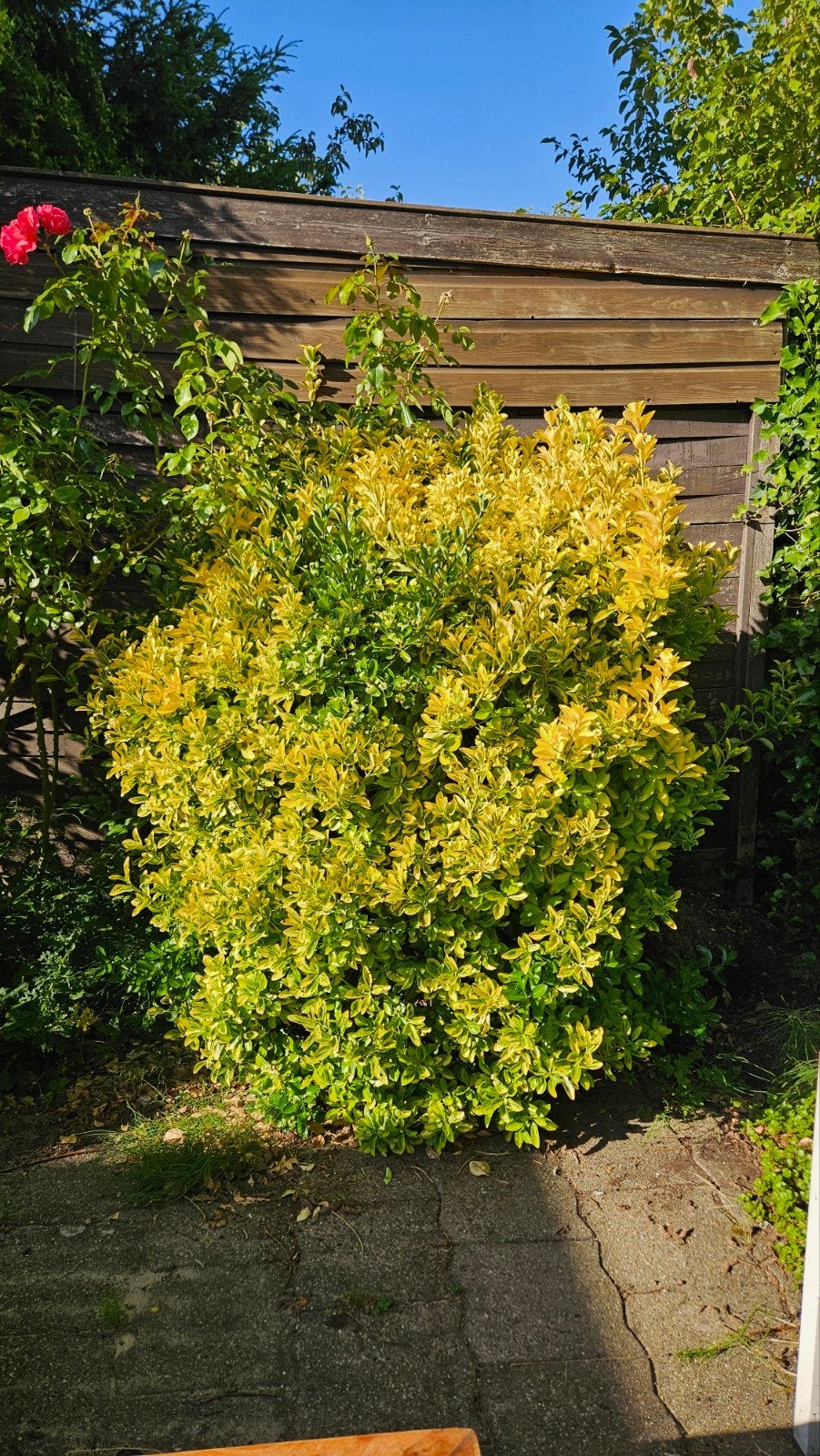 Kardinaalsmuts plant (Euonymus japonicus), Tuin en Terras, Vaste plant, Halfschaduw, Zomer, Ophalen