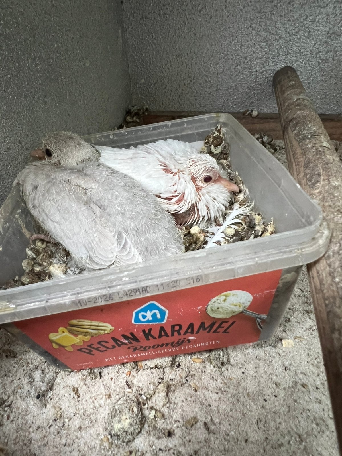 Koppel tortelduifjes, Meerdere dieren, Overige soorten