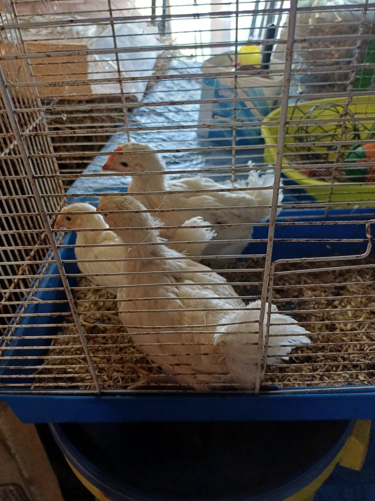 kuikens groot., Geslacht onbekend, Kip