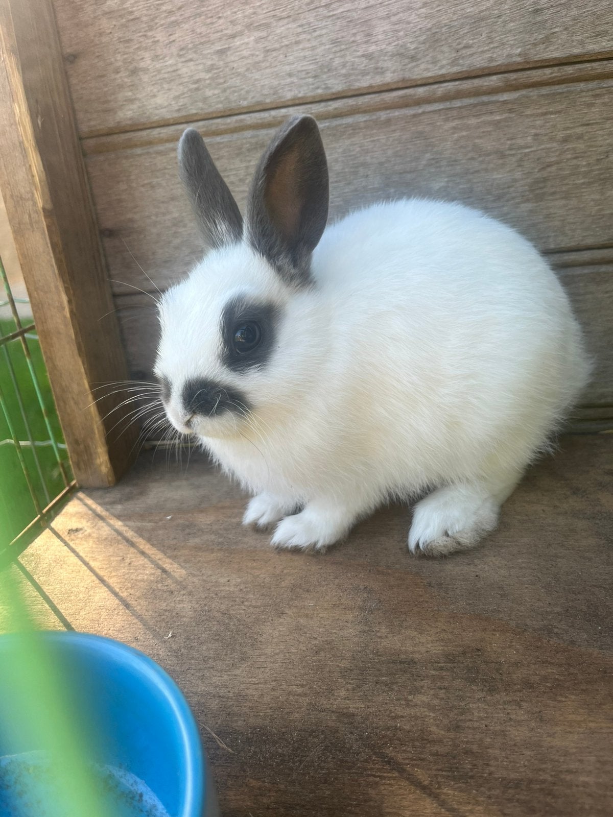 Super leuke voedster te koop!, Dieren en Toebehoren, Vrouwelijk, Middelgroot, 0 tot 2 jaar