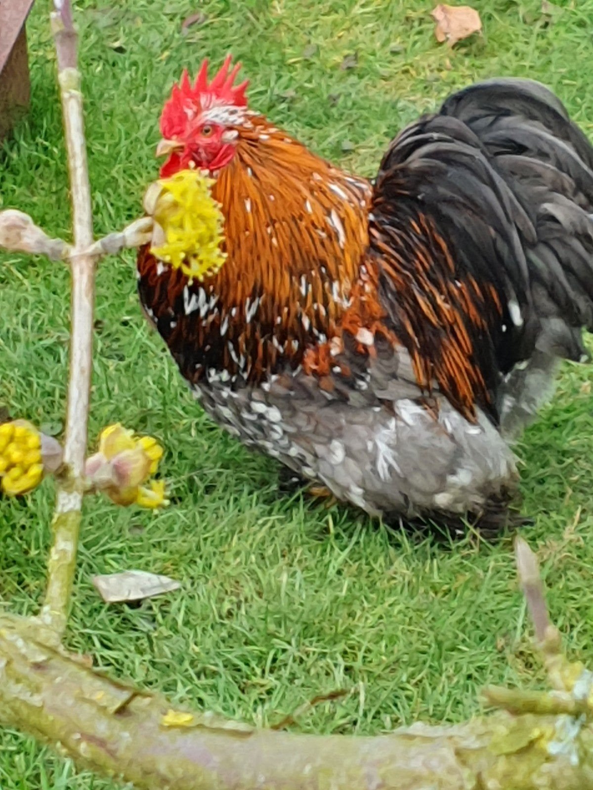 cochin kriel Haan, Dieren en Toebehoren, Mannelijk, Kip