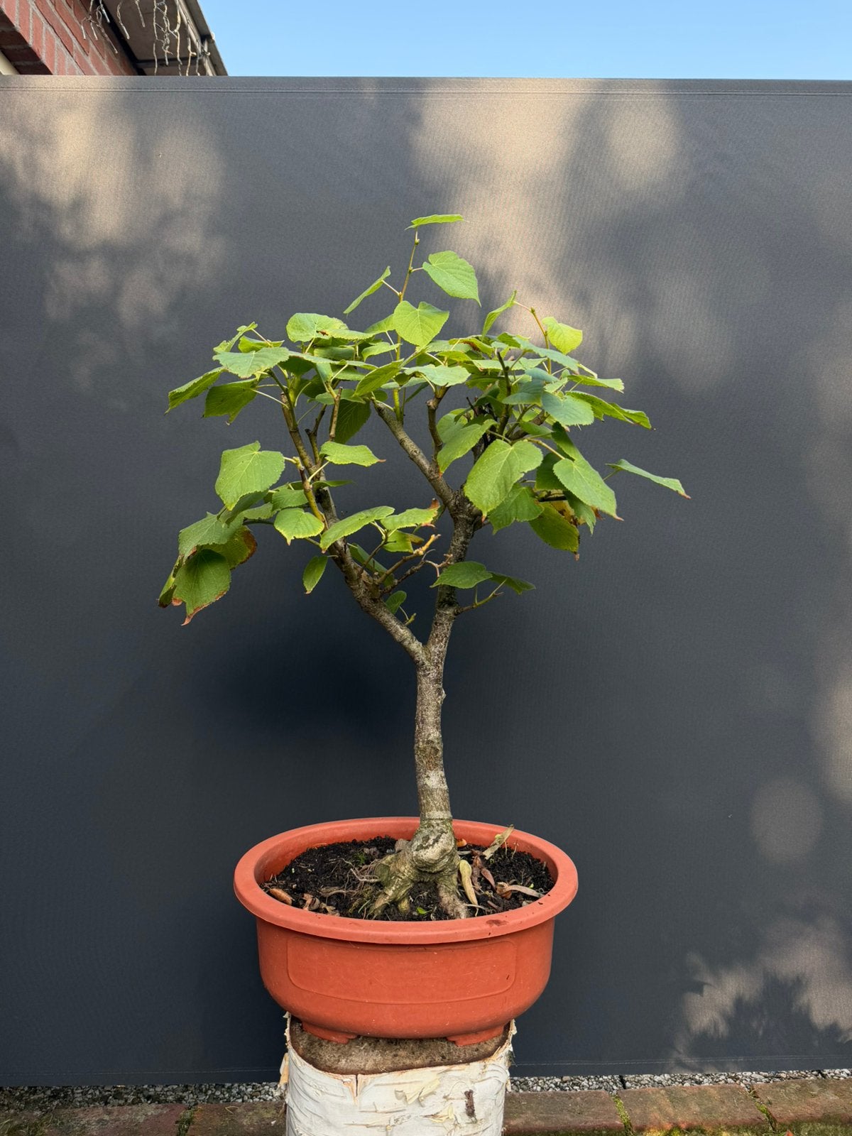 Linde bonsai, Ophalen, Bloeit niet, Halfschaduw, Overige soorten