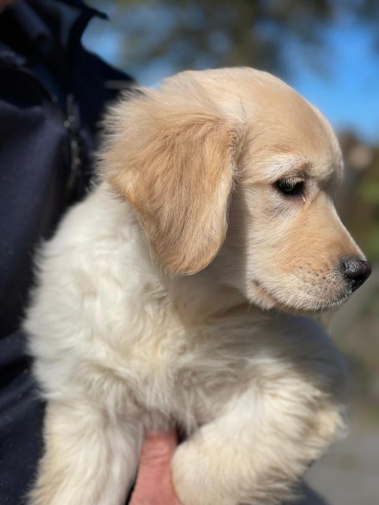 Golden Retriever pups x Friese Stabij pups uit stamboomlijn, Nederland, Overige rassen, 8 tot 15 weken, Meerdere