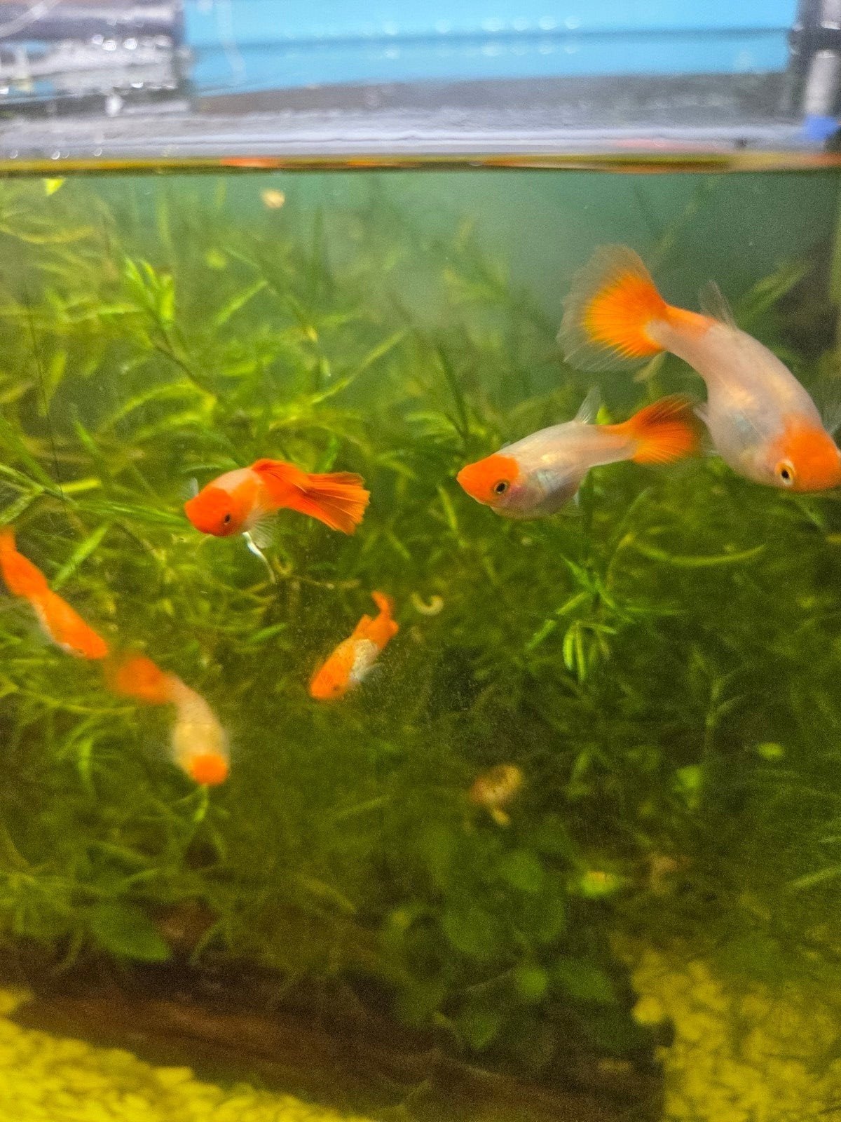 30 red head snakeskin guppen baby's voor €25, Vis, Zoetwatervis, Schoolvis