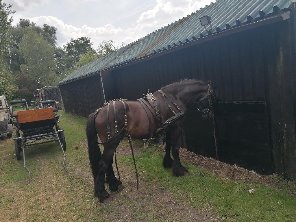 Te Koop of te huur gevraagd paardenwei met stallen, Dieren en Toebehoren, Stalling en Weidegang