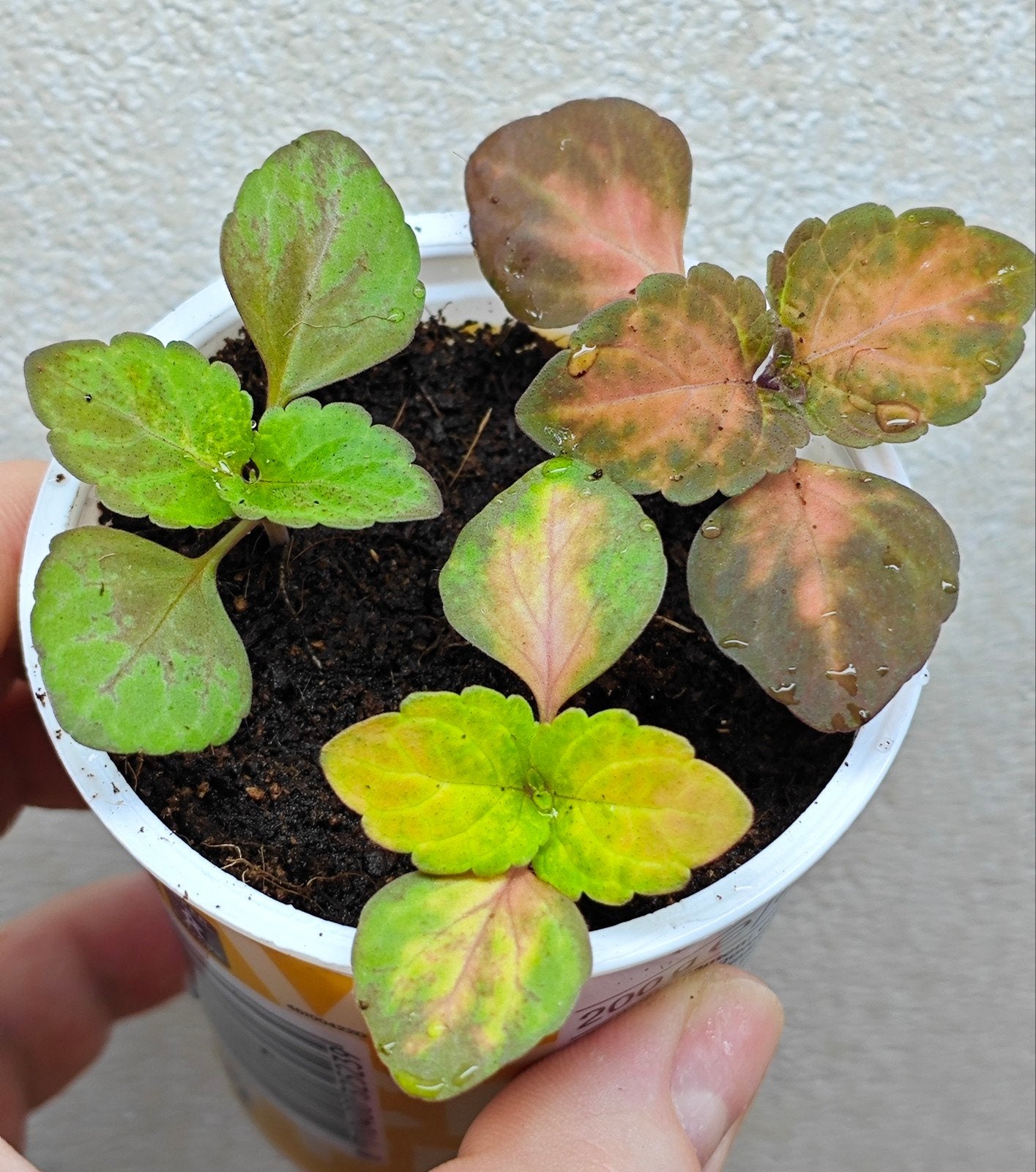 Coleus siernetel zaailingen, Ophalen, Halfschaduw, Minder dan 100 cm
