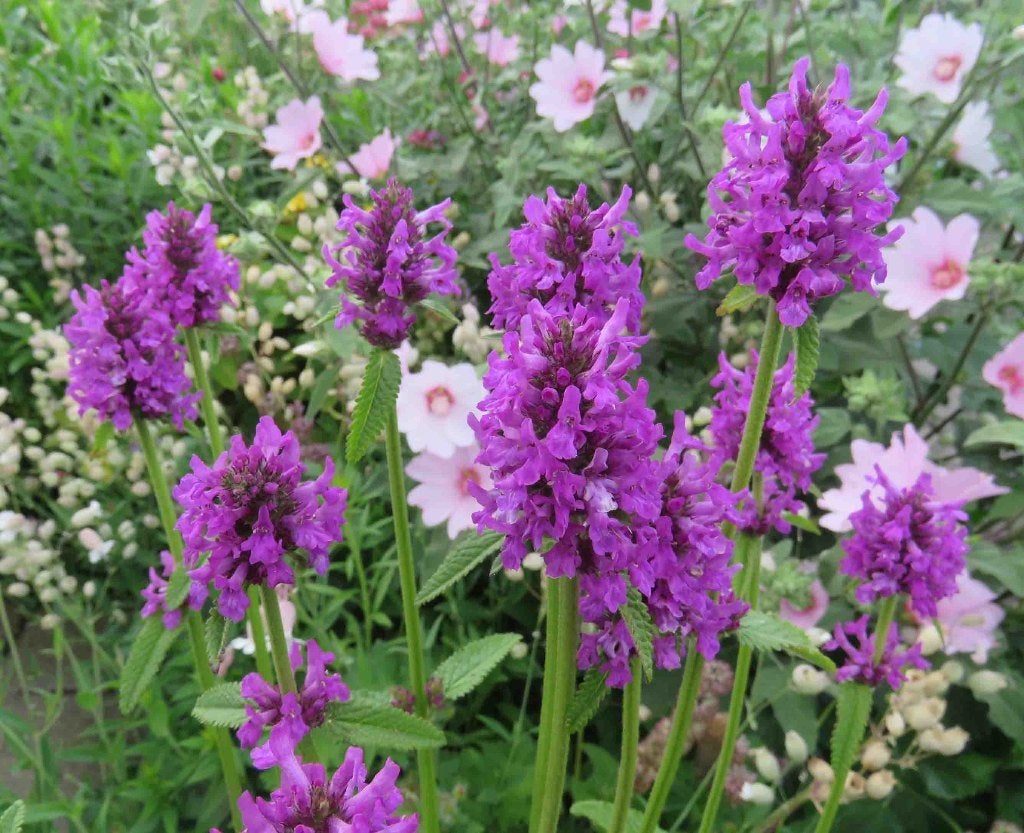Vaste plant : Stachys monieri  2 euro, Volle zon, Vaste plant, Zomer, Ophalen