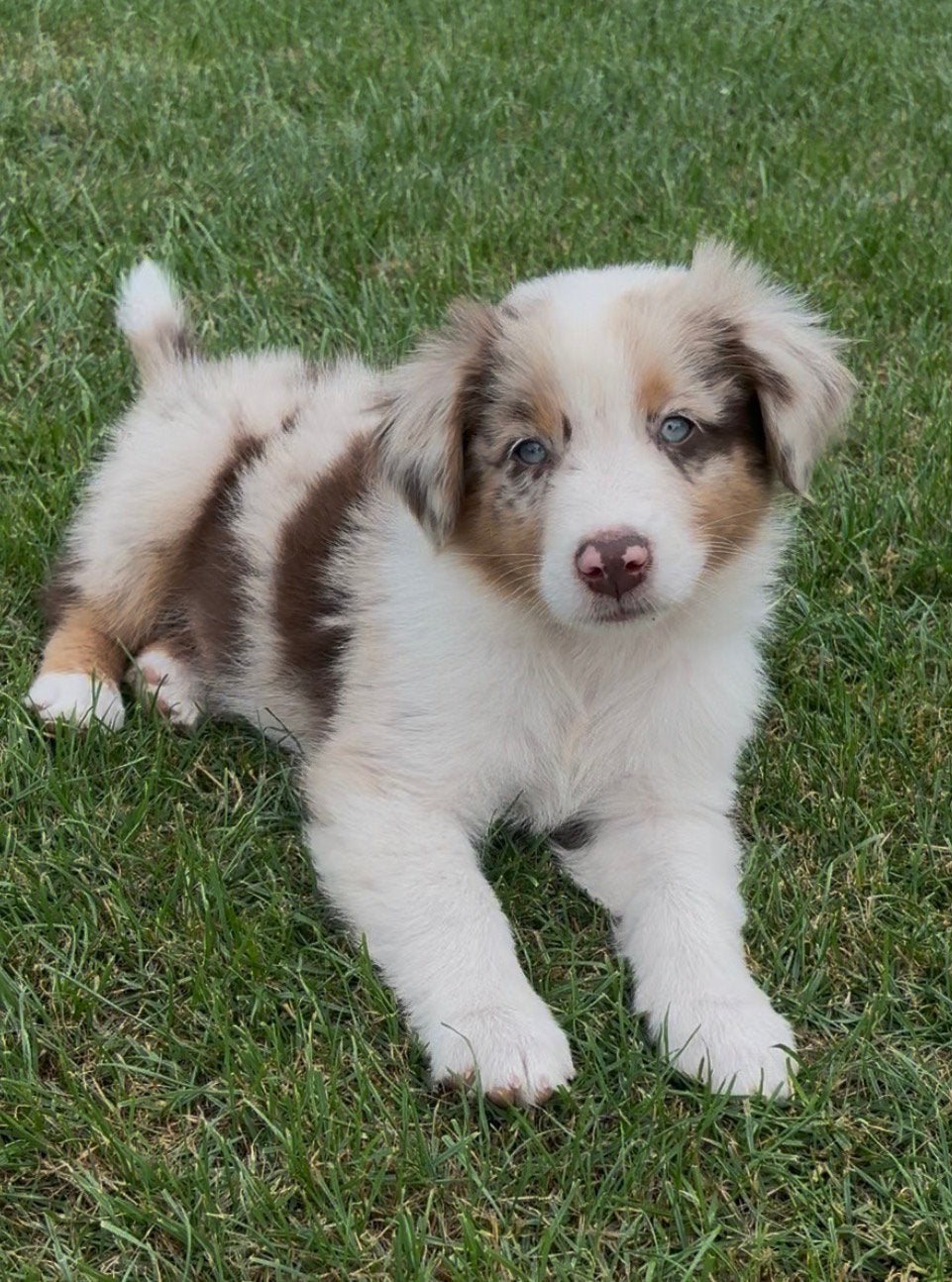 Prachtige Golden Retriever x Australian Shepherd puppy’s, Dieren en Toebehoren, Honden | Retrievers, Spaniëls en Waterhonden, Parvo