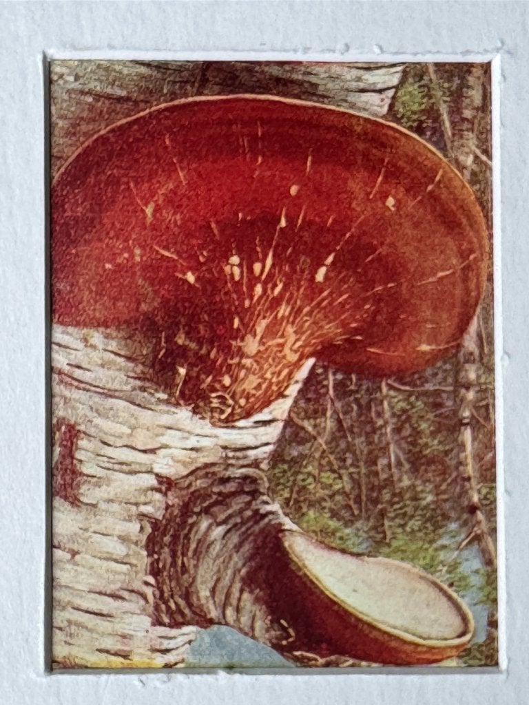 1932 OUD Berkenzwam 1932 Polyporus Betulinus P0690-15, Ophalen of Verzenden, Overige technieken, 1900 - 1949