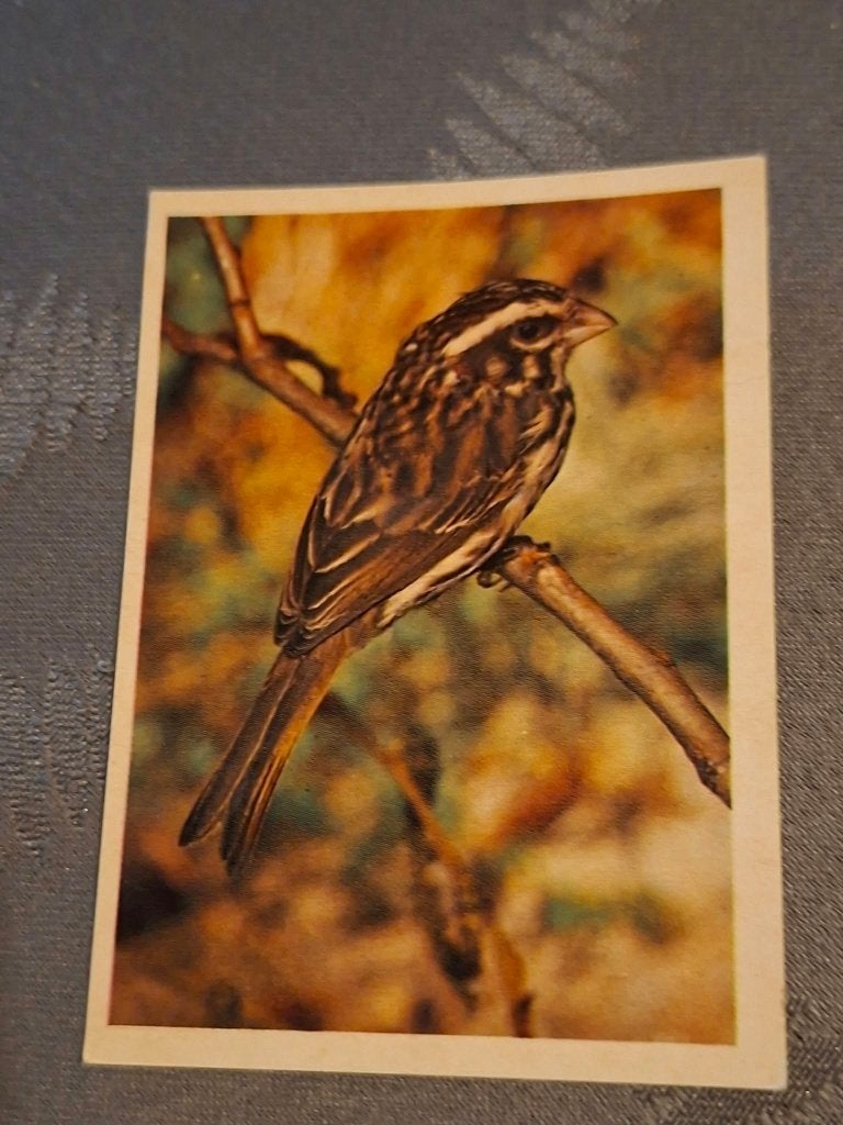 Prentje/Chromo : gestreepte geelvink, 1960 tot 1980, Gebruikt, Ophalen of Verzenden, Dier