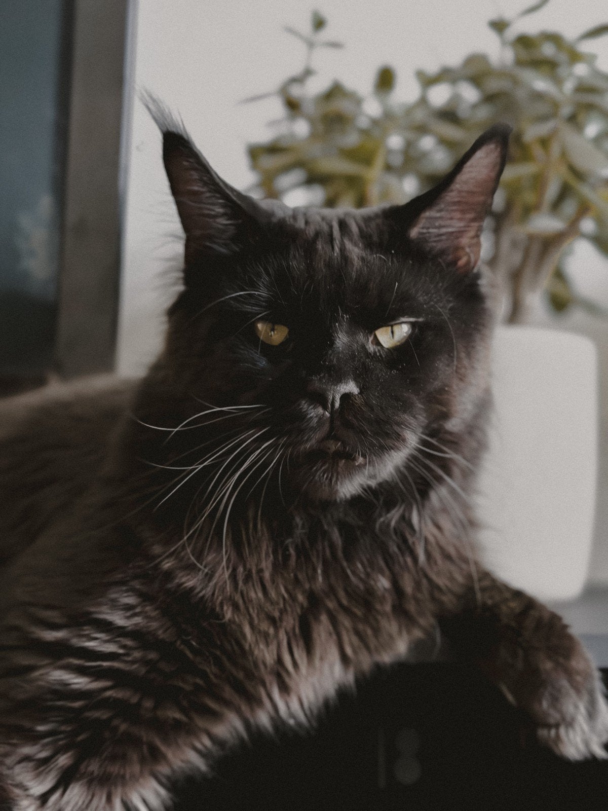 Russische Dekkater Yugo, Dieren en Toebehoren, Katten en Kittens | Dekkaters