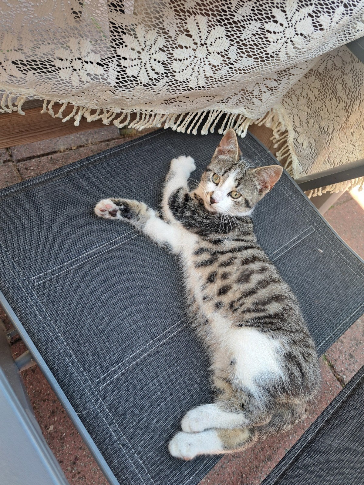 Boerderij katjes te koop, Meerdere dieren, Ontwormd