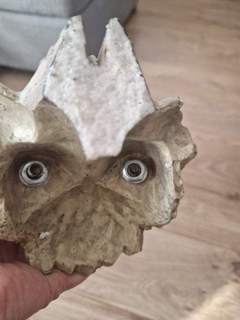 Schedel met hoorns, paardantilope., Ophalen of Verzenden