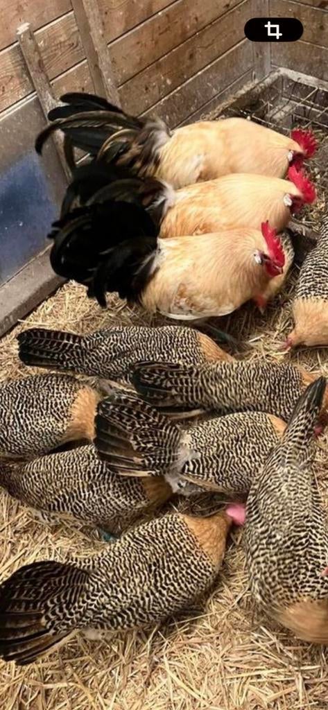 Prachtige kuikens vh Friese Hoen. Mooie toompjes te maken., Dieren en Toebehoren, Pluimvee, Vrouwelijk, Kip