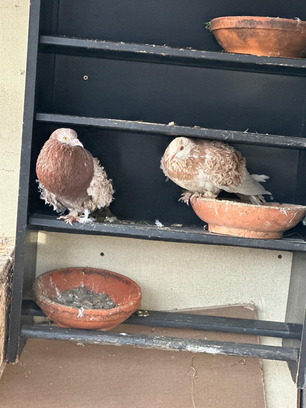 Vogels en Sierduiven, Dieren en Toebehoren, Meerdere dieren, Overige soorten