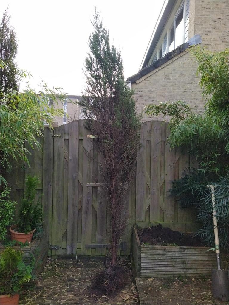 Gratis conifeer/cipres/cupressus, Tuin en Terras, Planten | Bomen, Ophalen, Bloeit niet, Halfschaduw, Overige soorten