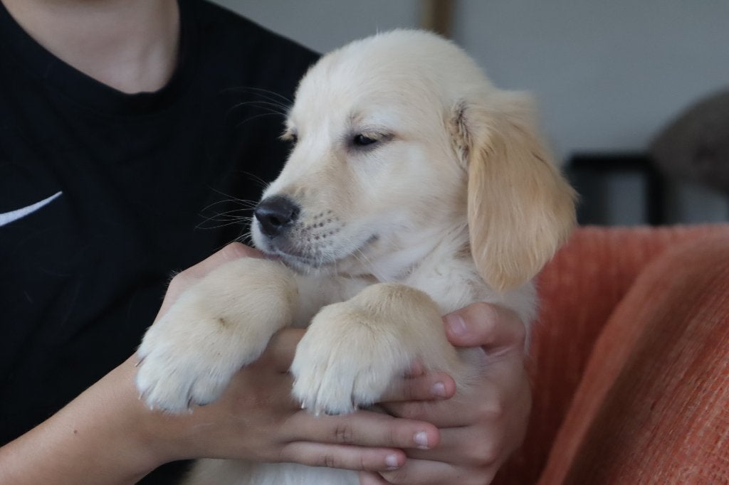 Super mooie gezonden pups, Dieren en Toebehoren, Golden retriever, Nederland, CDV (hondenziekte), 8 tot 15 weken