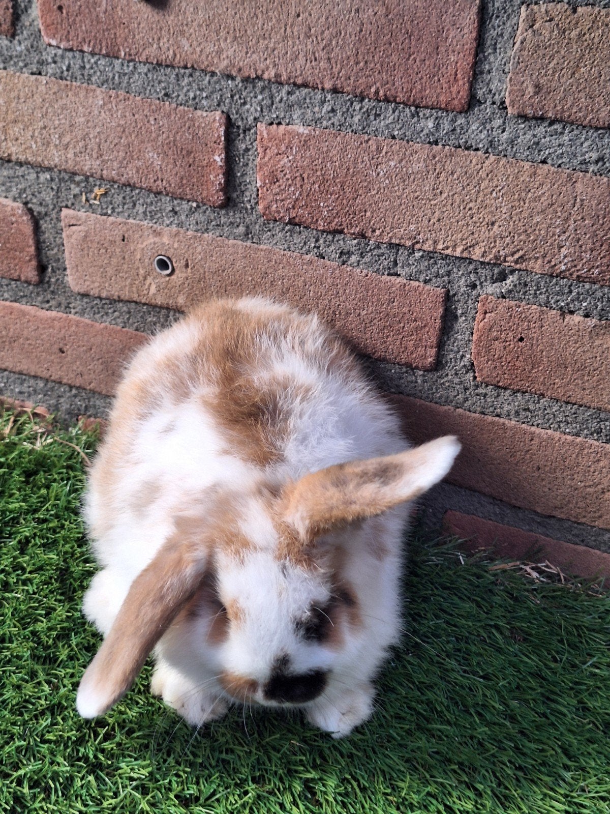 Te koop, mooi dwerghangoor konijntje dwerg hangoor konijn, Dieren en Toebehoren, Vrouwelijk, Dwerg, Hangoor, 0 tot 2 jaar