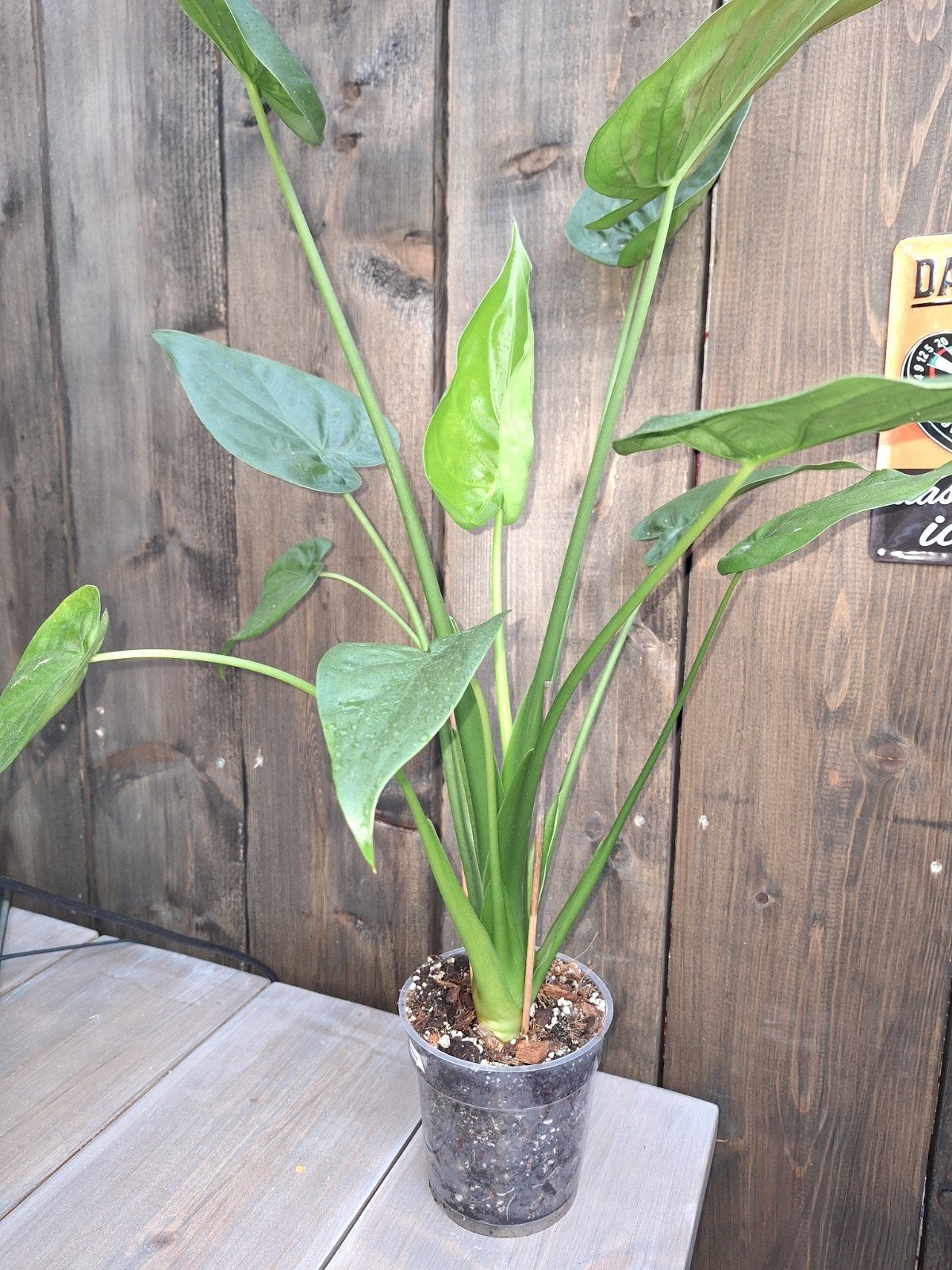 Alocasia, Huis en Inrichting, Ophalen of Verzenden, Halfschaduw, Minder dan 100 cm