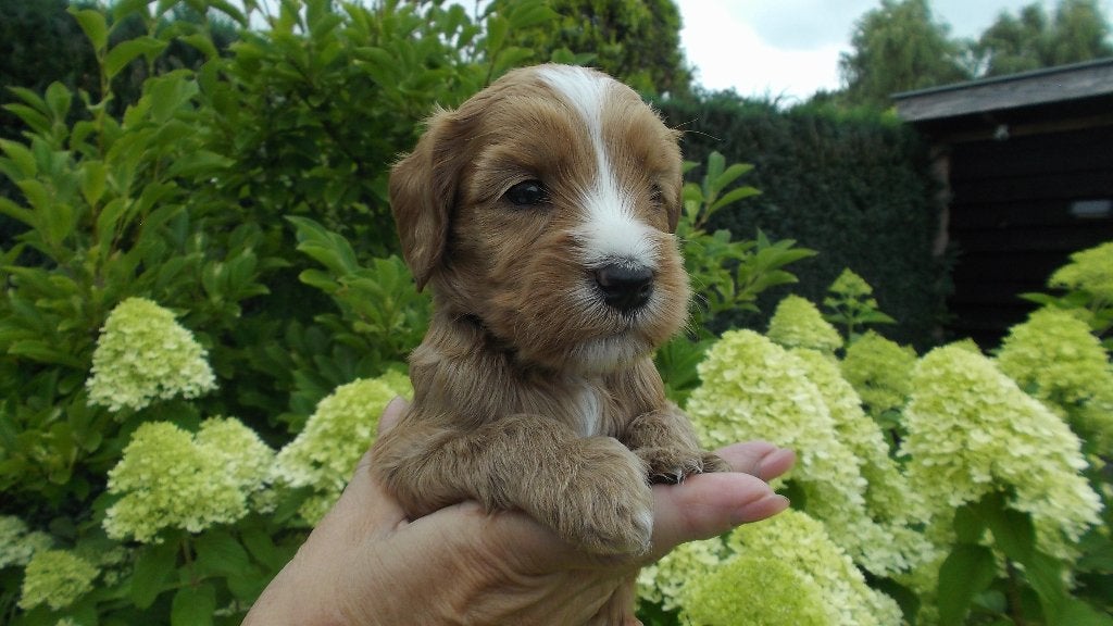 australian labradoodle pups, Parvo, Overige rassen, 8 tot 15 weken, Meerdere