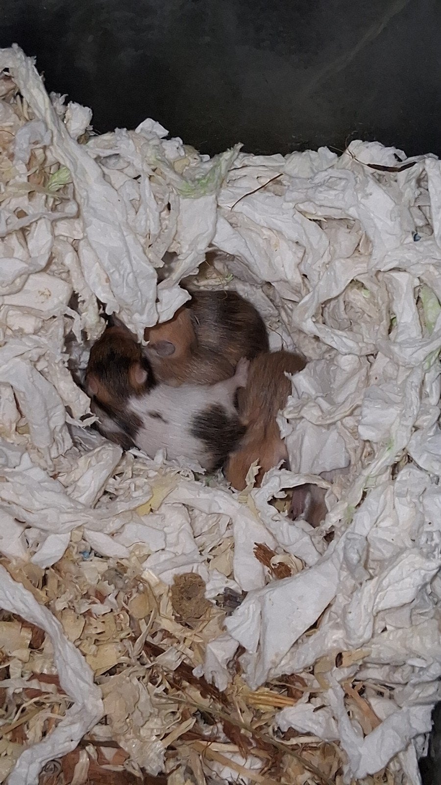 baby goudhamstertjes, Dieren en Toebehoren, Hamster, Meerdere dieren, Tam, September