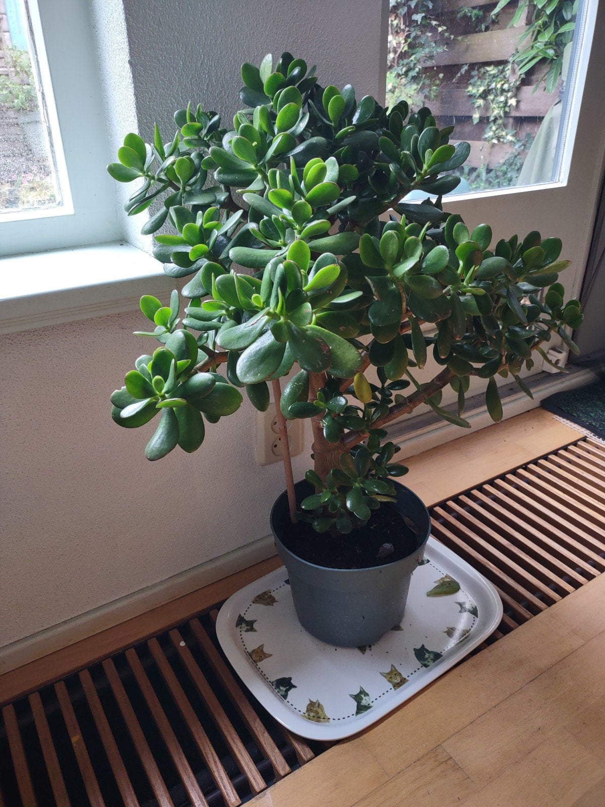 Grote Crassula (Jadeplant) - 75 cm hoog, pot 23 cm, Ophalen, Vetplant, In pot, Minder dan 100 cm