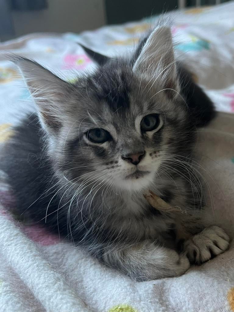 Prachtige black silver Maine Coon kittens met stamboom, Dieren en Toebehoren, Poes, Met stamboom, 0 tot 2 jaar