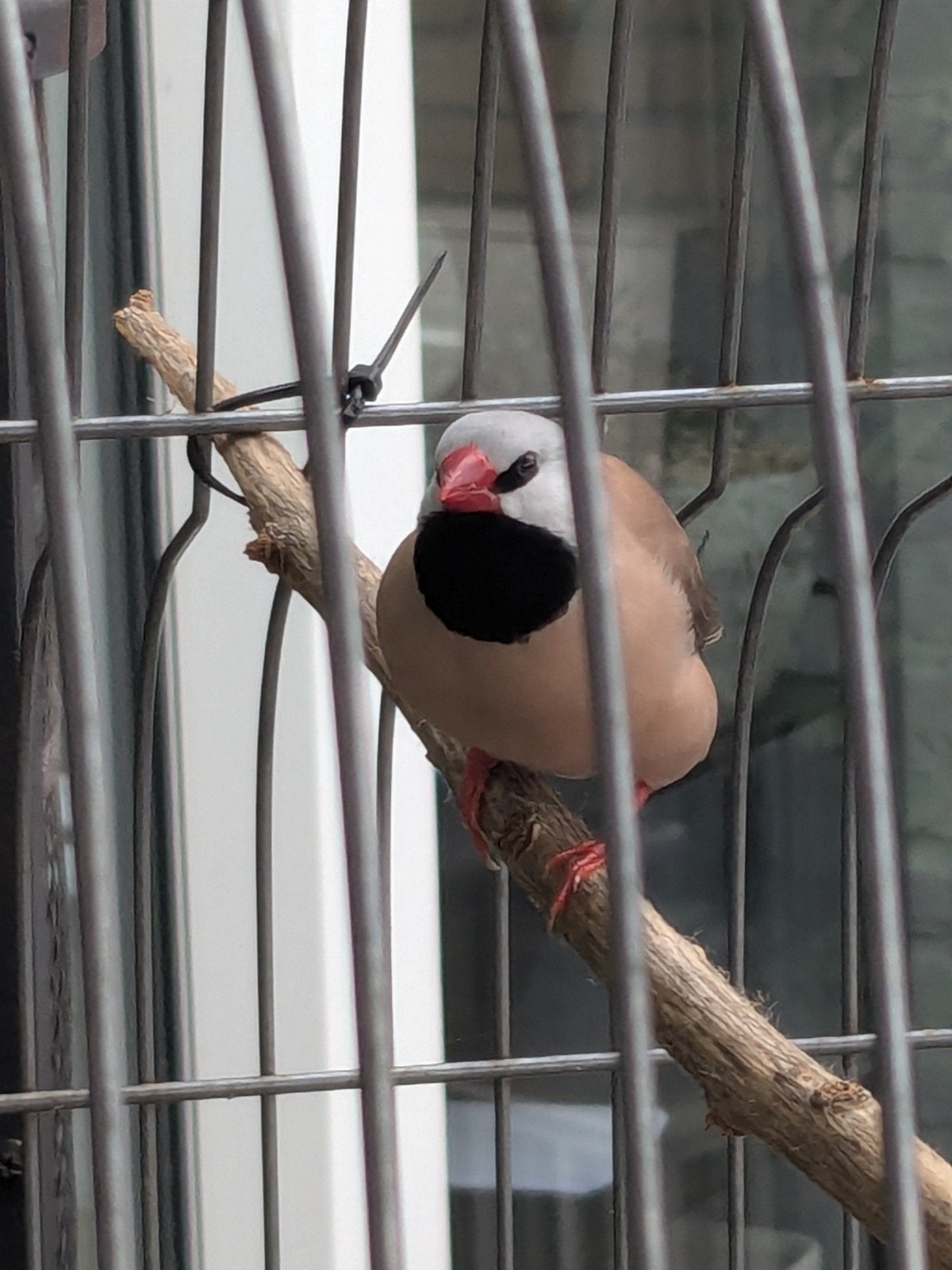 mooie grappige spitsstaart Amadine man, Mannelijk, Tropenvogel, Geringd