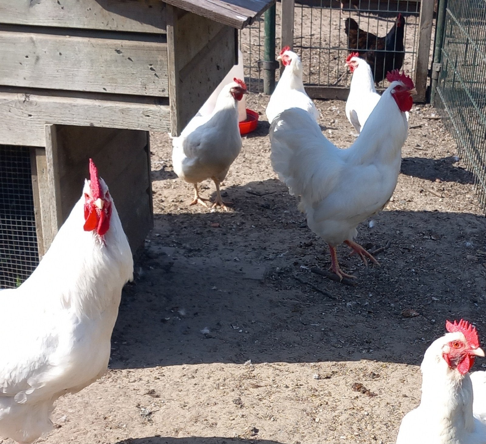 2 barnevelder hennen wit groot raszuiver, Dieren en Toebehoren, Pluimvee, Vrouwelijk, Kip