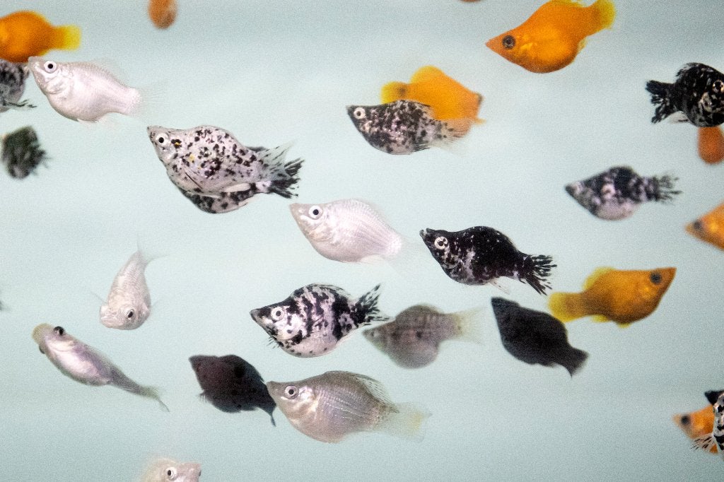 Hoogvinkarper Balloon - leuke vis voor je tropisch aquarium, Dieren en Toebehoren, Vissen | Aquariumvissen, Vis, Zoetwatervis