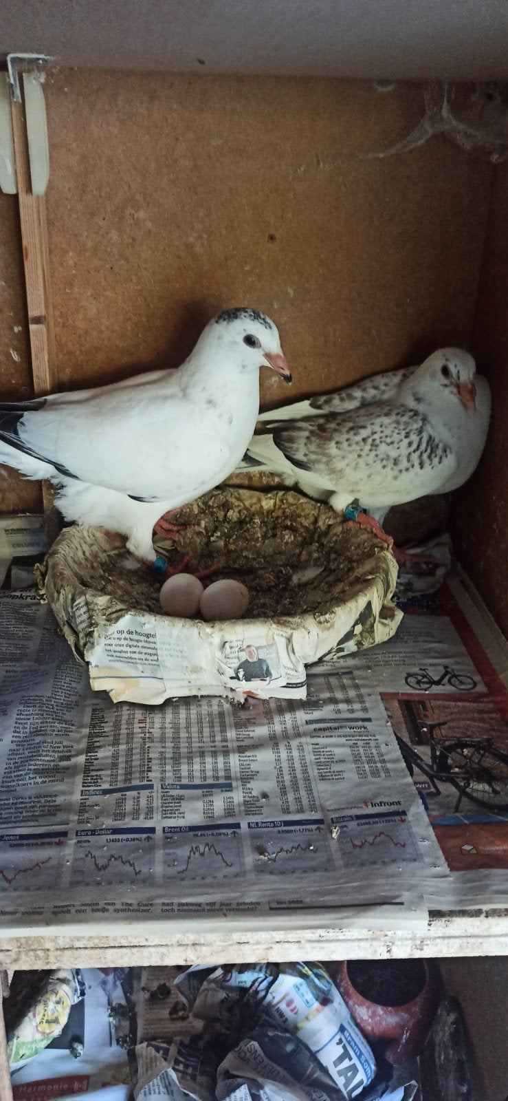 postduiven koppel jongen, Dieren en Toebehoren, Vogels | Duiven, Meerdere dieren, Postduif