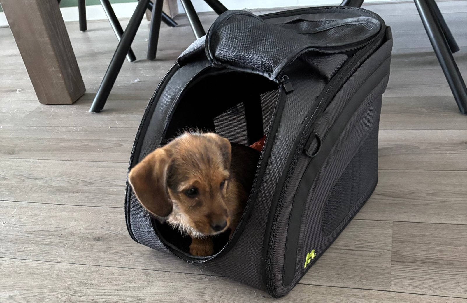 Jack Russel x Teckel pup, Parvo, Teef, Eén hond, Nederland
