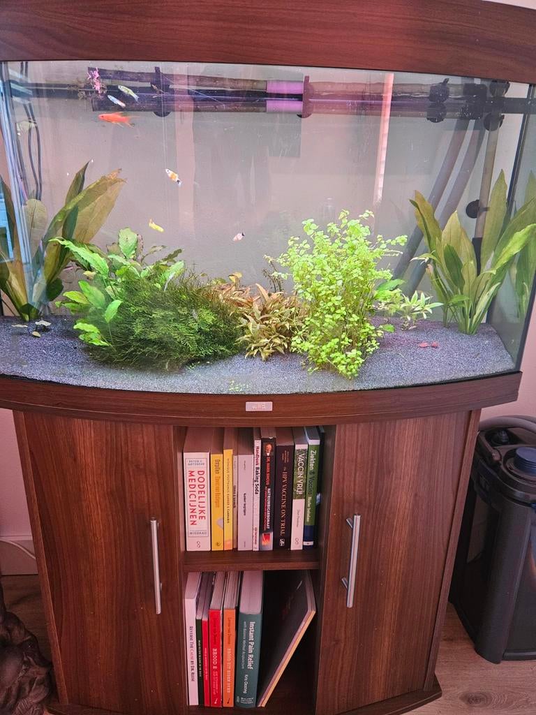 Juwel vision 180 - oase biomaster 850 - jbl CO2, Dieren en Toebehoren, Vissen | Aquaria en Toebehoren, Gebruikt, Gevuld zoetwateraquarium